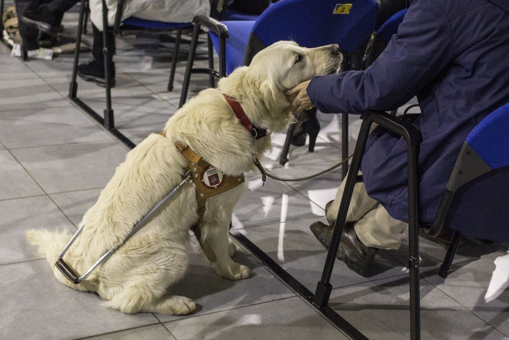 Cane Golden Retreiver della Scuola Nazionale Cani guida per ciechi con muso appoggiato sulla mano del suo istruttore