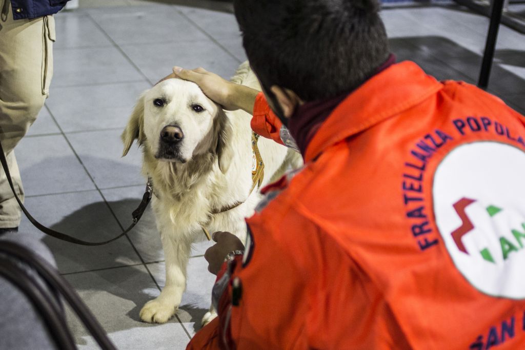 Cane golden retriever guida per ciechi della Scuola Nazionale Cani guida per ciechi Regione Toscana
