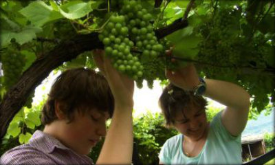 Immagine: una scena dal documentario, due ragazzi accarezzano l'uva