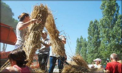 Immagine: foto persone al lavoro nei campi di grano