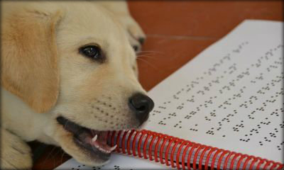 Foto: cane della scuola cani guida per ciechi di Scandicci