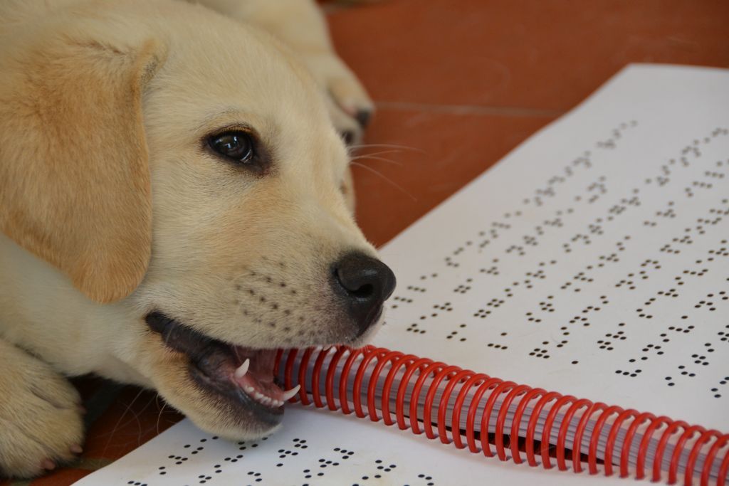 Cucciolo mordicchia libro in braille
